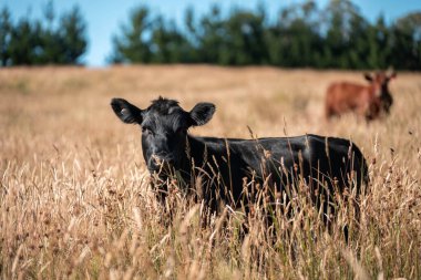 Tarladaki bir çiftlikte ot yiyen inek sürüsü araziyi restore ediyor ve sürdürülebilir tarım uygulamalarını kullanıyor. 
