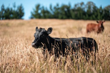 Tarladaki bir çiftlikte ot yiyen inek sürüsü araziyi restore ediyor ve sürdürülebilir tarım uygulamalarını kullanıyor. 