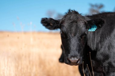 Tarladaki bir çiftlikte ot yiyen inek sürüsü araziyi restore ediyor ve sürdürülebilir tarım uygulamalarını kullanıyor. 