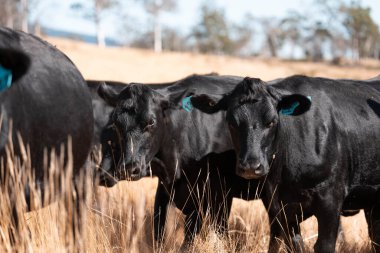 Tarladaki bir çiftlikte ot yiyen inek sürüsü araziyi restore ediyor ve sürdürülebilir tarım uygulamalarını kullanıyor. 