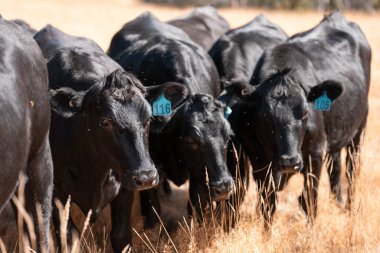 Tarladaki bir çiftlikte ot yiyen inek sürüsü araziyi restore ediyor ve sürdürülebilir tarım uygulamalarını kullanıyor. 