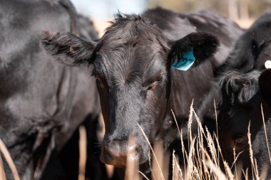 Tarladaki bir çiftlikte ot yiyen inek sürüsü araziyi restore ediyor ve sürdürülebilir tarım uygulamalarını kullanıyor. 