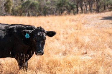 Tarladaki bir çiftlikte ot yiyen inek sürüsü araziyi restore ediyor ve sürdürülebilir tarım uygulamalarını kullanıyor. 