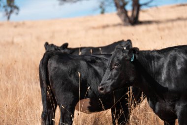 Tarladaki bir çiftlikte ot yiyen inek sürüsü araziyi restore ediyor ve sürdürülebilir tarım uygulamalarını kullanıyor. 