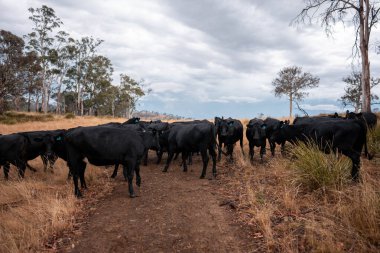 Tarladaki bir çiftlikte ot yiyen inek sürüsü araziyi restore ediyor ve sürdürülebilir tarım uygulamalarını kullanıyor. 