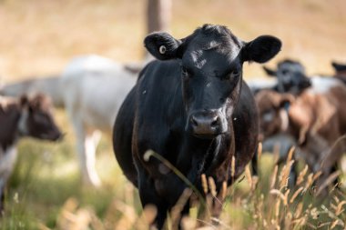 Tarladaki bir çiftlikte ot yiyen inek sürüsü araziyi restore ediyor ve sürdürülebilir tarım uygulamalarını kullanıyor. 
