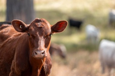 Tarladaki bir çiftlikte ot yiyen inek sürüsü araziyi restore ediyor ve sürdürülebilir tarım uygulamalarını kullanıyor. 