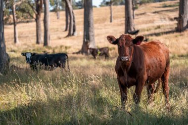 Tarladaki bir çiftlikte ot yiyen inek sürüsü araziyi restore ediyor ve sürdürülebilir tarım uygulamalarını kullanıyor. 