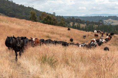 Tarladaki bir çiftlikte ot yiyen inek sürüsü araziyi restore ediyor ve sürdürülebilir tarım uygulamalarını kullanıyor. 