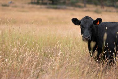 Tarladaki bir çiftlikte ot yiyen inek sürüsü araziyi restore ediyor ve sürdürülebilir tarım uygulamalarını kullanıyor. 