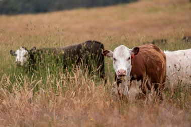 Tarladaki bir çiftlikte ot yiyen inek sürüsü araziyi restore ediyor ve sürdürülebilir tarım uygulamalarını kullanıyor. 