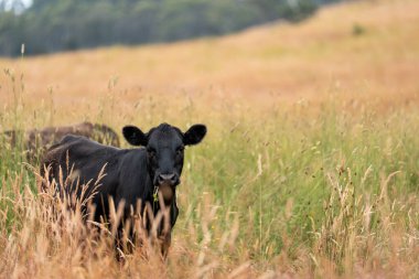 Tarladaki bir çiftlikte ot yiyen inek sürüsü araziyi restore ediyor ve sürdürülebilir tarım uygulamalarını kullanıyor. 