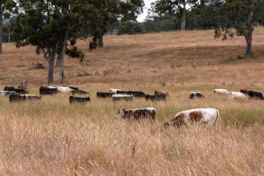 Tarladaki bir çiftlikte ot yiyen inek sürüsü araziyi restore ediyor ve sürdürülebilir tarım uygulamalarını kullanıyor. 