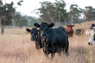 Tarladaki bir çiftlikte ot yiyen inek sürüsü araziyi restore ediyor ve sürdürülebilir tarım uygulamalarını kullanıyor. 