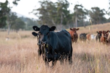 Tarladaki bir çiftlikte ot yiyen inek sürüsü araziyi restore ediyor ve sürdürülebilir tarım uygulamalarını kullanıyor. 