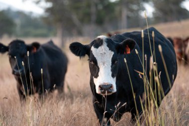 Tarladaki bir çiftlikte ot yiyen inek sürüsü araziyi restore ediyor ve sürdürülebilir tarım uygulamalarını kullanıyor. 