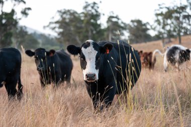 Tarladaki bir çiftlikte ot yiyen inek sürüsü araziyi restore ediyor ve sürdürülebilir tarım uygulamalarını kullanıyor. 