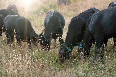 Tarladaki bir çiftlikte ot yiyen inek sürüsü araziyi restore ediyor ve sürdürülebilir tarım uygulamalarını kullanıyor. 