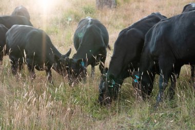 Tarladaki bir çiftlikte ot yiyen inek sürüsü araziyi restore ediyor ve sürdürülebilir tarım uygulamalarını kullanıyor. 