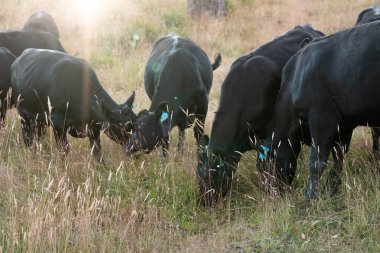Tarladaki bir çiftlikte ot yiyen inek sürüsü araziyi restore ediyor ve sürdürülebilir tarım uygulamalarını kullanıyor. 