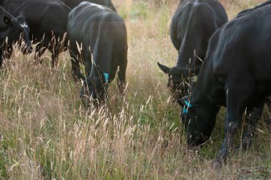 Tarladaki bir çiftlikte ot yiyen inek sürüsü araziyi restore ediyor ve sürdürülebilir tarım uygulamalarını kullanıyor. 