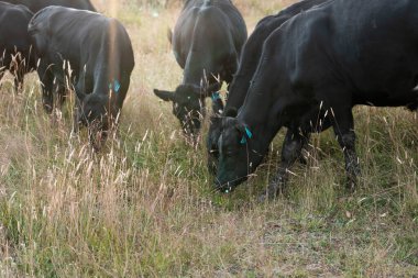 Tarladaki bir çiftlikte ot yiyen inek sürüsü araziyi restore ediyor ve sürdürülebilir tarım uygulamalarını kullanıyor. 
