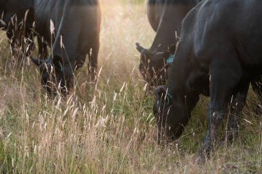 Tarladaki bir çiftlikte ot yiyen inek sürüsü araziyi restore ediyor ve sürdürülebilir tarım uygulamalarını kullanıyor. 