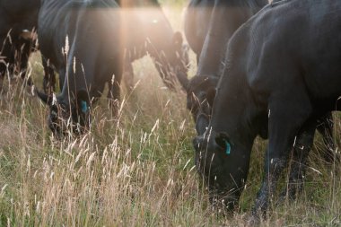 Tarladaki bir çiftlikte ot yiyen inek sürüsü araziyi restore ediyor ve sürdürülebilir tarım uygulamalarını kullanıyor. 