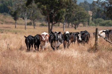 Tarladaki bir çiftlikte ot yiyen inek sürüsü araziyi restore ediyor ve sürdürülebilir tarım uygulamalarını kullanıyor. 