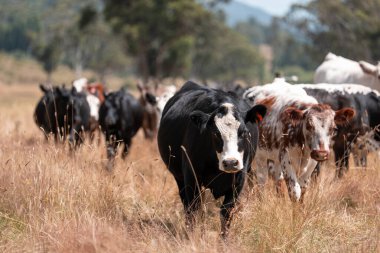 Tarladaki bir çiftlikte ot yiyen inek sürüsü araziyi restore ediyor ve sürdürülebilir tarım uygulamalarını kullanıyor. 