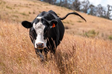 Tarladaki bir çiftlikte ot yiyen inek sürüsü araziyi restore ediyor ve sürdürülebilir tarım uygulamalarını kullanıyor. 