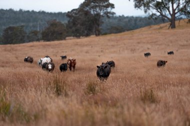 Tarladaki bir çiftlikte ot yiyen inek sürüsü araziyi restore ediyor ve sürdürülebilir tarım uygulamalarını kullanıyor. 