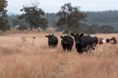 Tarladaki bir çiftlikte ot yiyen inek sürüsü araziyi restore ediyor ve sürdürülebilir tarım uygulamalarını kullanıyor. 