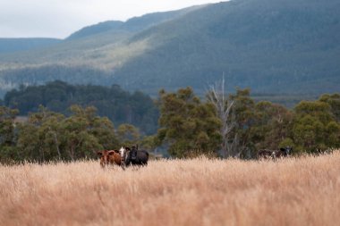 Tarladaki bir çiftlikte ot yiyen inek sürüsü araziyi restore ediyor ve sürdürülebilir tarım uygulamalarını kullanıyor. 