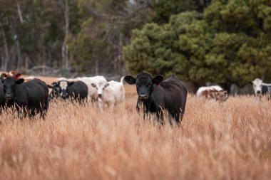 Tarladaki bir çiftlikte ot yiyen inek sürüsü araziyi restore ediyor ve sürdürülebilir tarım uygulamalarını kullanıyor. 