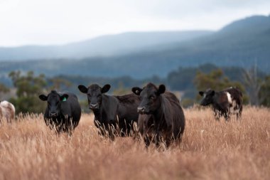 Tarladaki bir çiftlikte ot yiyen inek sürüsü araziyi restore ediyor ve sürdürülebilir tarım uygulamalarını kullanıyor. 
