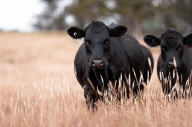 Tarladaki bir çiftlikte ot yiyen inek sürüsü araziyi restore ediyor ve sürdürülebilir tarım uygulamalarını kullanıyor. 