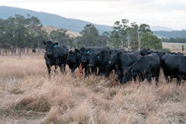 Tarladaki bir çiftlikte ot yiyen inek sürüsü araziyi restore ediyor ve sürdürülebilir tarım uygulamalarını kullanıyor. 