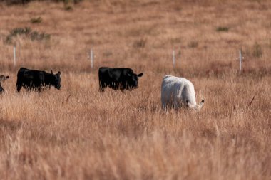 Tarladaki bir çiftlikte ot yiyen inek sürüsü araziyi restore ediyor ve sürdürülebilir tarım uygulamalarını kullanıyor. 