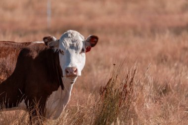 Tarladaki bir çiftlikte ot yiyen inek sürüsü araziyi restore ediyor ve sürdürülebilir tarım uygulamalarını kullanıyor. 