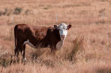 Tarladaki bir çiftlikte ot yiyen inek sürüsü araziyi restore ediyor ve sürdürülebilir tarım uygulamalarını kullanıyor. 