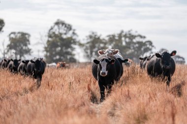 Tarladaki bir çiftlikte ot yiyen inek sürüsü araziyi restore ediyor ve sürdürülebilir tarım uygulamalarını kullanıyor. 