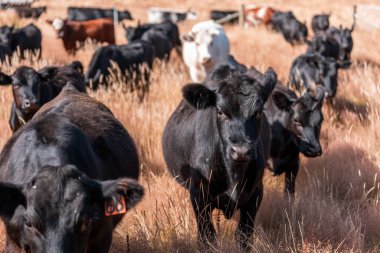 Avustralya 'daki güzel sığırlar ot yer, otlakta otlarlar. Tarımsal bir çiftlikte yetiştirilen sığır sürüsü. Yazın sürdürülebilir tarım
