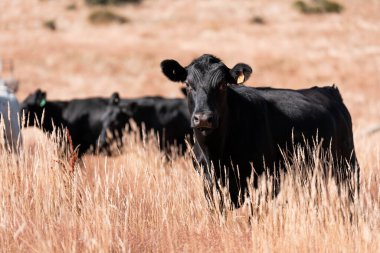 Yazın bir tarlada şişman inek sürüsü