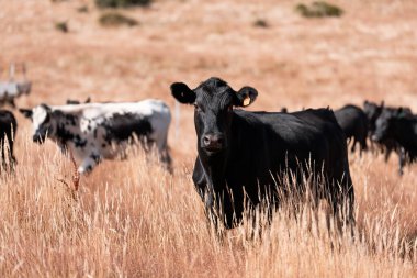 Avustralya 'daki güzel sığırlar ot yer, otlakta otlarlar. Tarımsal bir çiftlikte yetiştirilen sığır sürüsü. Yazın sürdürülebilir tarım