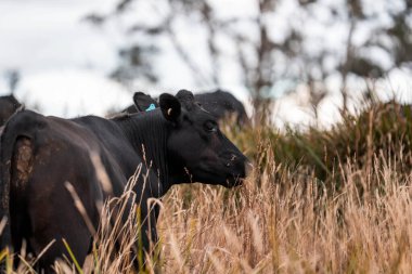 Çiftlikte siyah wagyu sığır eti. Avustralya 'daki güzel sığırlar ot yer, çayırlarda otlarlar. Tarımsal bir çiftlikte yetiştirilen sığır sürüsü. Sürdürülebilir tarım