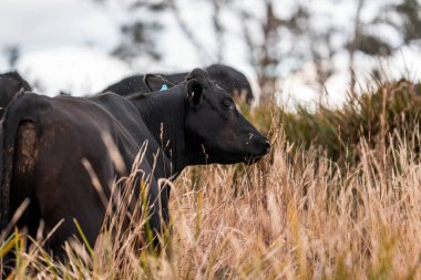 Çiftlikte siyah wagyu sığır eti. Avustralya 'daki güzel sığırlar ot yer, çayırlarda otlarlar. Tarımsal bir çiftlikte yetiştirilen sığır sürüsü. Sürdürülebilir tarım