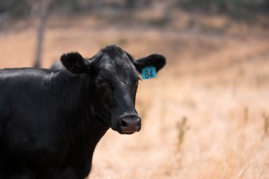 Çiftlikte siyah wagyu sığır eti. Avustralya 'daki güzel sığırlar ot yer, çayırlarda otlarlar. Tarımsal bir çiftlikte yetiştirilen sığır sürüsü. Sürdürülebilir tarım