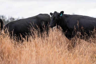 Çiftlikte siyah wagyu sığır eti. Avustralya 'daki güzel sığırlar ot yer, çayırlarda otlarlar. Tarımsal bir çiftlikte yetiştirilen sığır sürüsü. Sürdürülebilir tarım