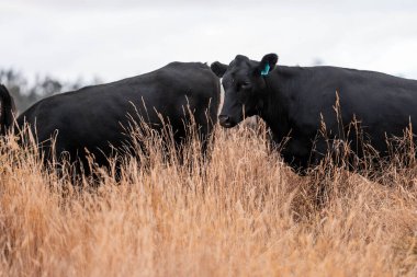 Çiftlikte siyah wagyu sığır eti. Avustralya 'daki güzel sığırlar ot yer, çayırlarda otlarlar. Tarımsal bir çiftlikte yetiştirilen sığır sürüsü. Sürdürülebilir tarım